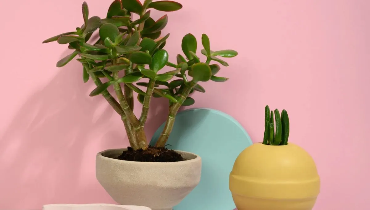 Arborele de jad: trebuie să stea la soare sau la umbră primăvara?