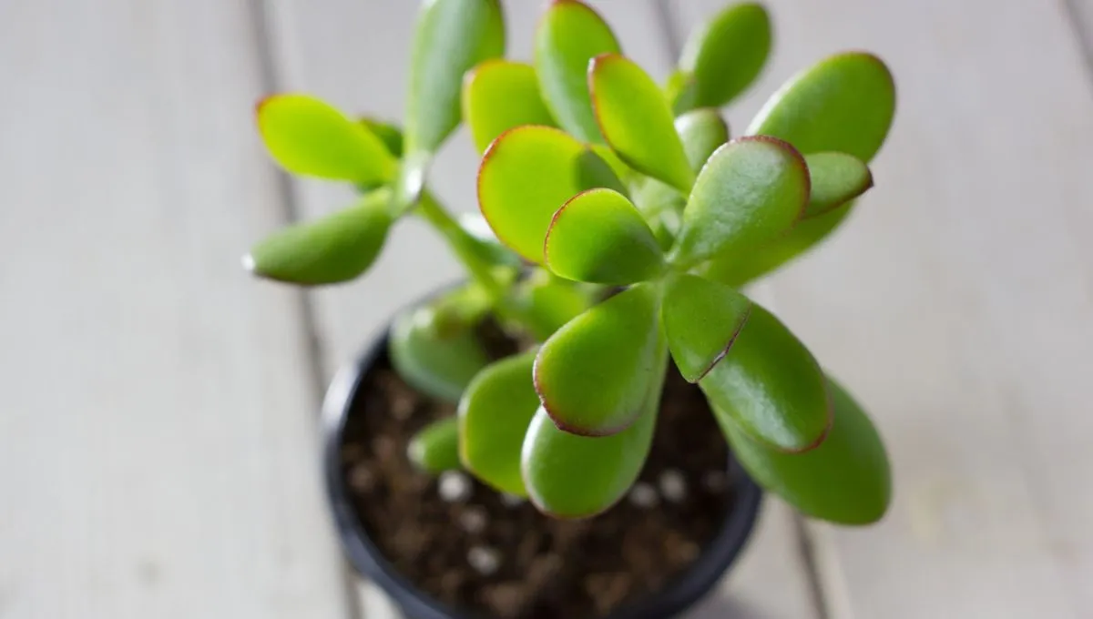 Arborele de jad: trebuie să stea la soare sau la umbră primăvara?