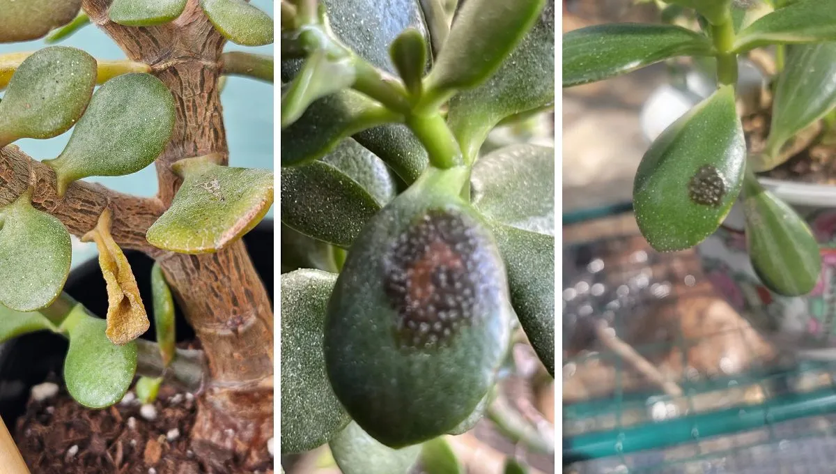 Arborele de jad: trebuie să stea la soare sau la umbră primăvara?