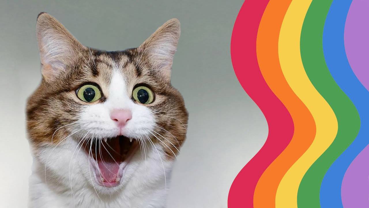 Cum ne văd și ne aud pisicile: o simulare care ne privează pe toți de darul vorbirii