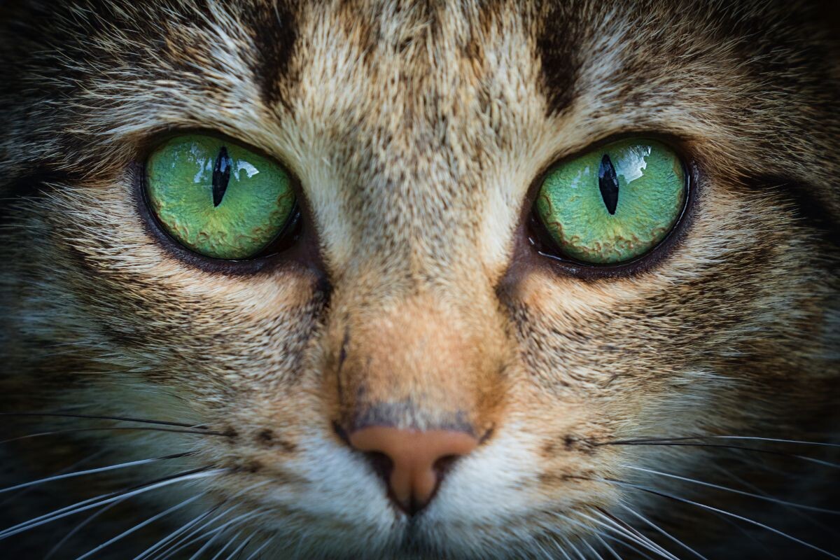 Cum ne văd și ne aud pisicile: o simulare care ne privează pe toți de darul vorbirii